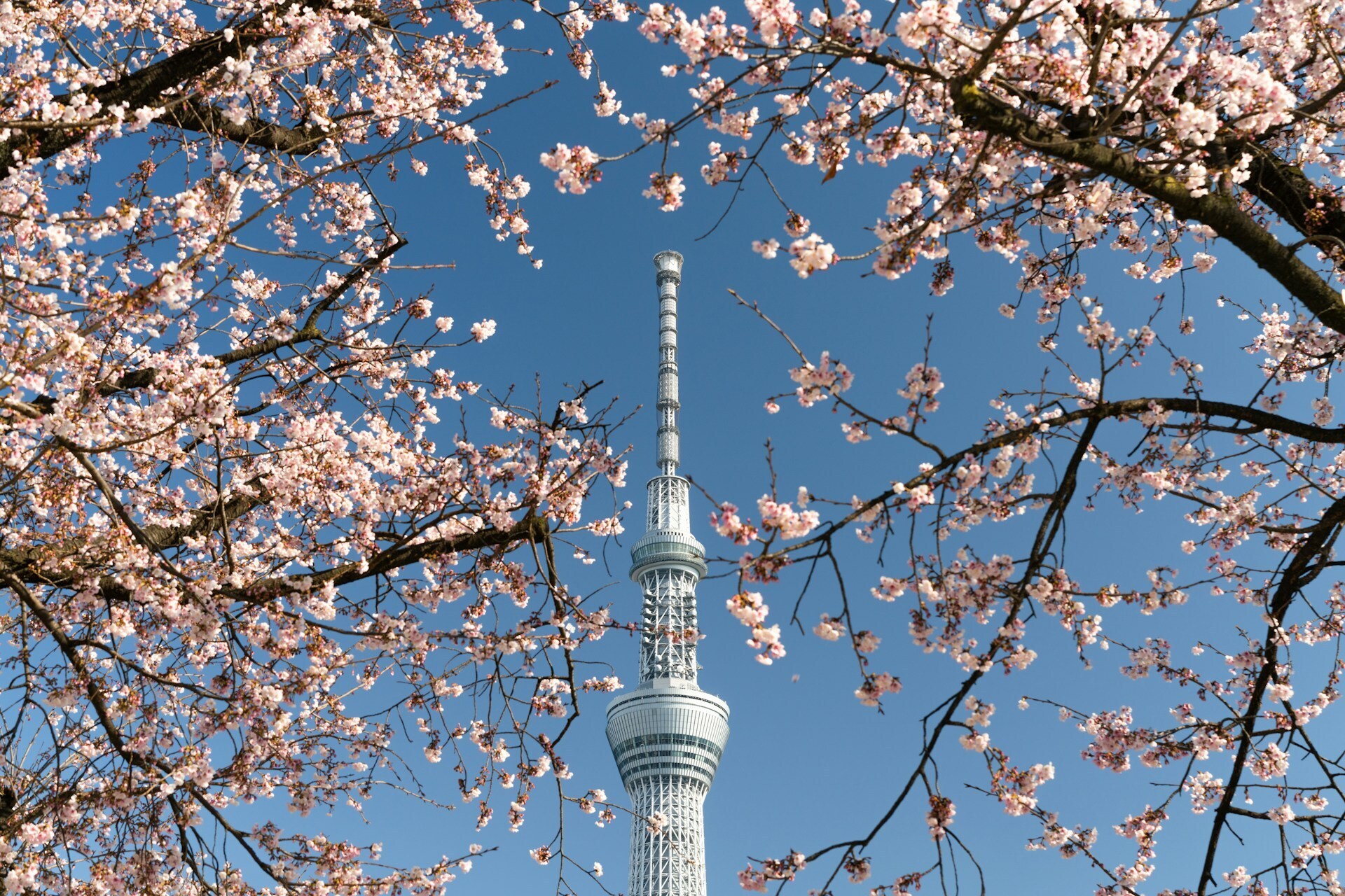 Sakura blooms in Japan